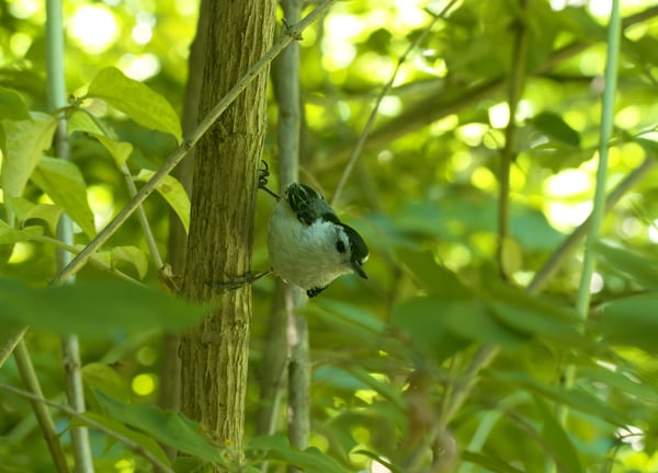 Final exported image of this adorable white-breasted nuthatch