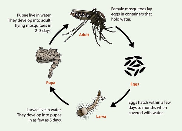 蚊子公司-诗巫-民都鲁-Mosquitoes Company-Sibu-Bintulu