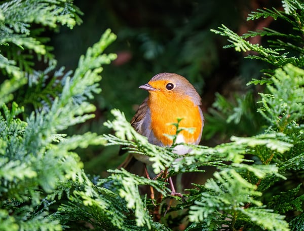 Rotkehlchen schaut aus einem Wacholder hinaus ein häufiger Gartenbesucher Foto: Philipp Geisler