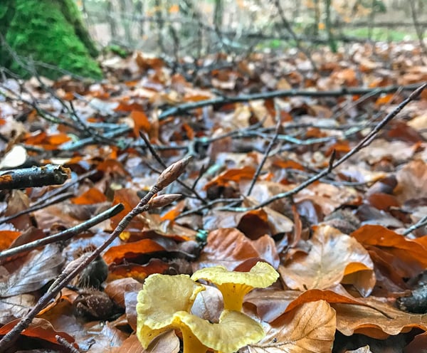 Nature is the ideal environment for developing curiosity