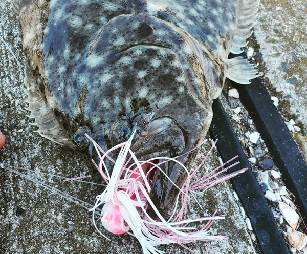 Fluke caught on our Hurst Tackle Supply Jigs