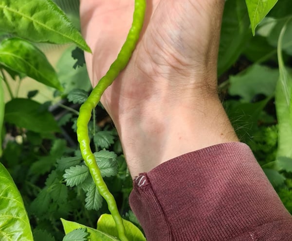 a long chilli pepper against a person's arm