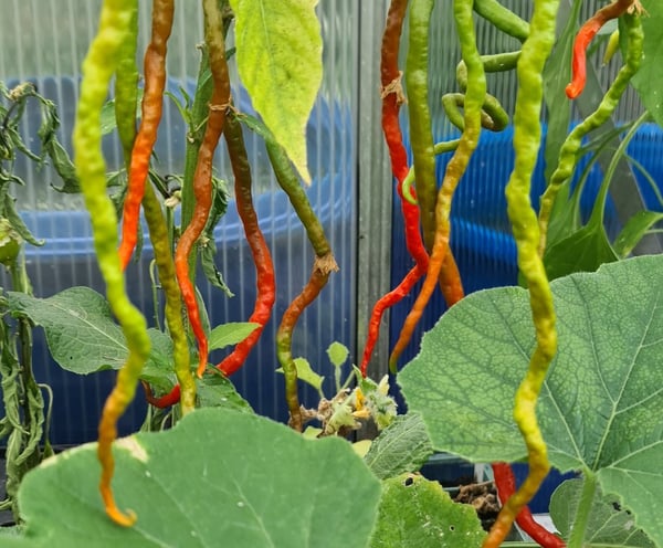 a bunch of peppers on a plant in a greenhouse