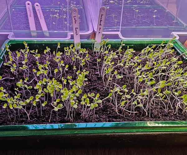 a tray of seedlings growing