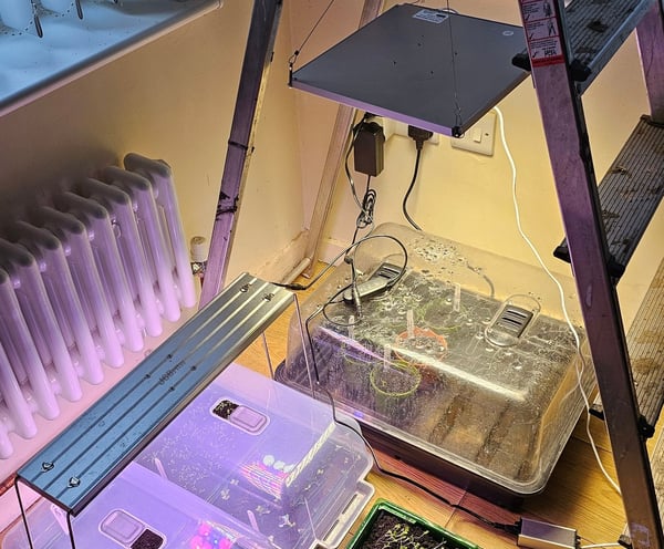 grow lights with seeds growing in a heated propagator
