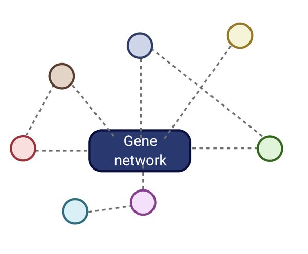 Gene network analysis by Kuan Rong Chan lab