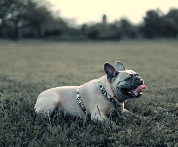 Dog photography, Montreal, photographer, Lotfi Belaidi, animal photographer