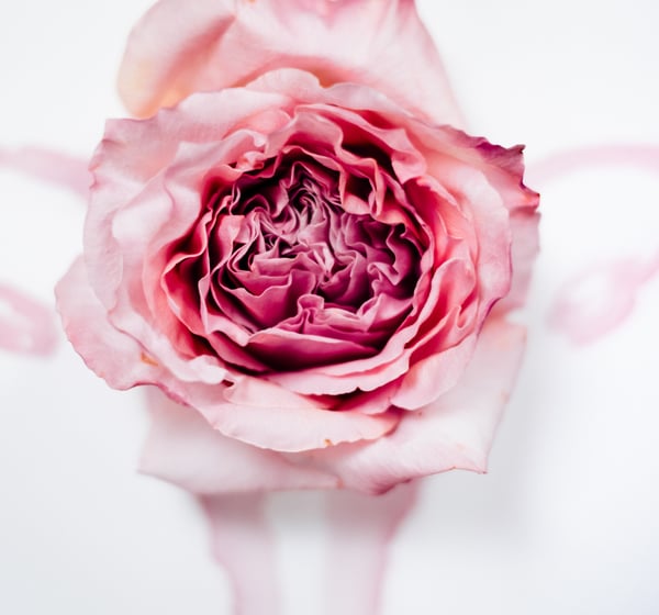 Gebärmutter, Blüte, Entfaltung, Potenzial, Urkraft, Schöpferkraft, Weiblichkeit, Uterus, Rose, Blume
