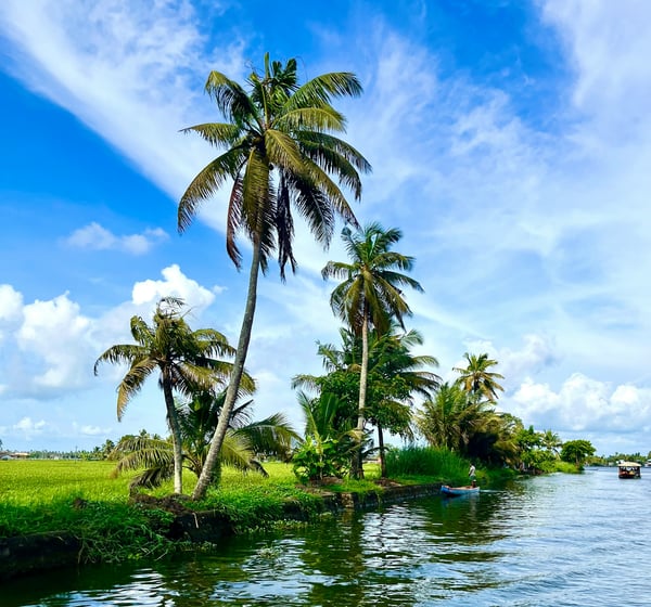 Coconut trees at the backwaters in Aleppey