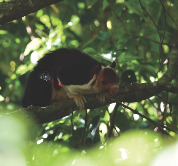 malabar flying squirrel at Gavi, Kerala