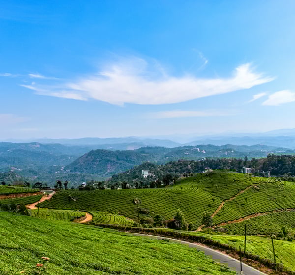 Munnar Tea Plantation, Kerala