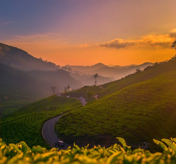 Munnar Tea Estate Sunset