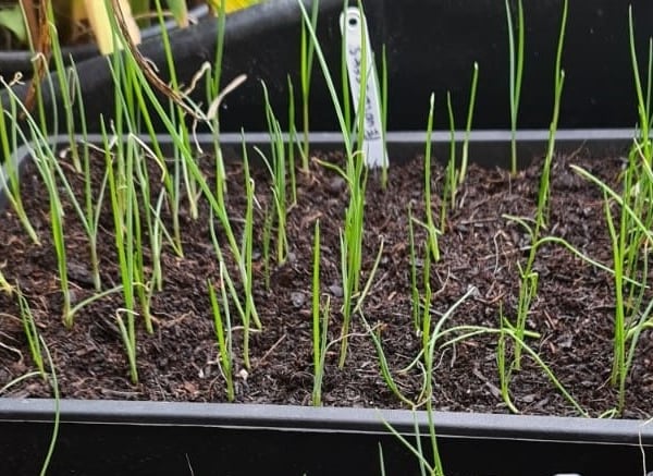 a tray of leek seedlings growing