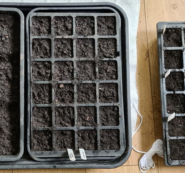 a couple of trays with seedlings
