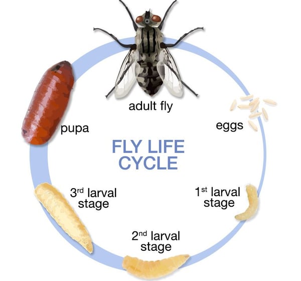 苍蝇公司-诗巫-民都鲁-Flies Company-Sibu-Bintulu