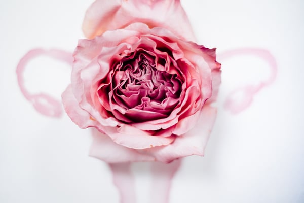 Gebärmutter, Blüte, Entfaltung, Potenzial, Urkraft, Schöpferkraft, Weiblichkeit, Uterus, Rose, Blume