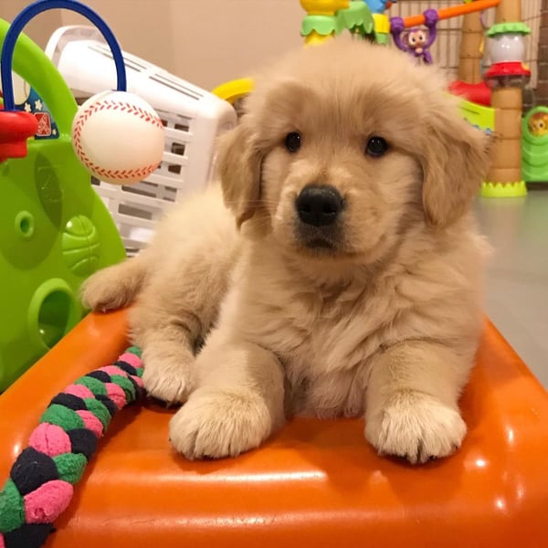 Male Golden Retriever