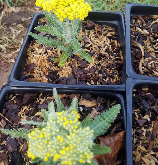 Moonshine Yarrow