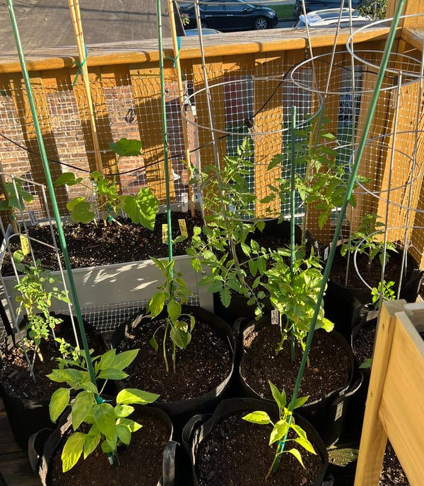 a corner of my patio balcony, showing young tomatoes, peppers, and cucumbers
