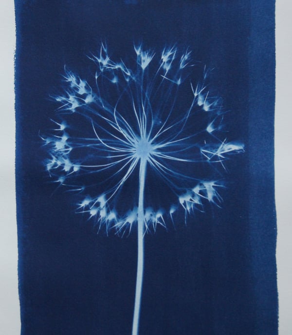 Allium cyanotype