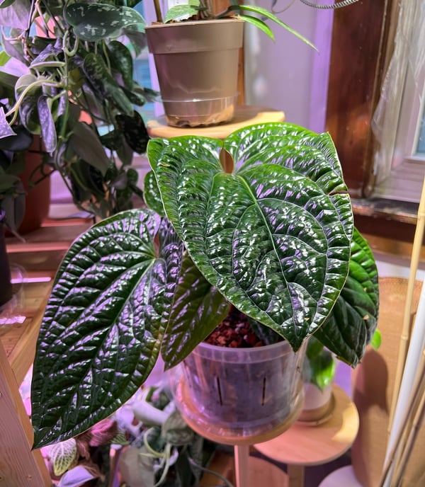a photo of a beautiful, glossy anthurium radicans x luxurians