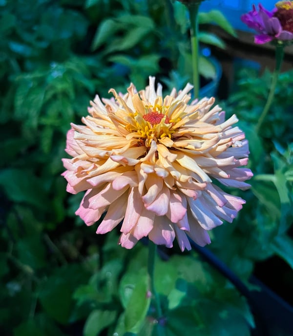 a cactus zinnia, a light pink and orange color