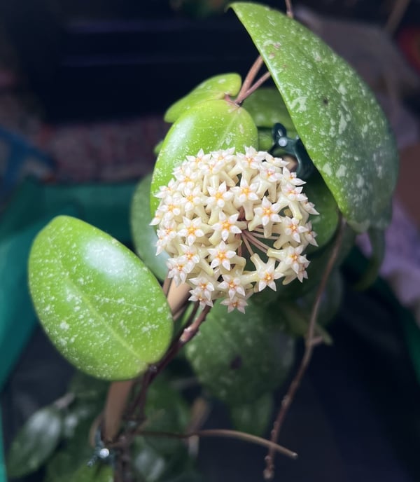 a large, round bloom of hoya sp. vietnam splash. the flowers are cream, white, and orange