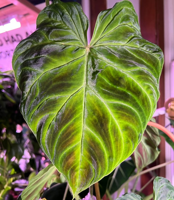 a large philodendron verrucosum leaf, shining in the light