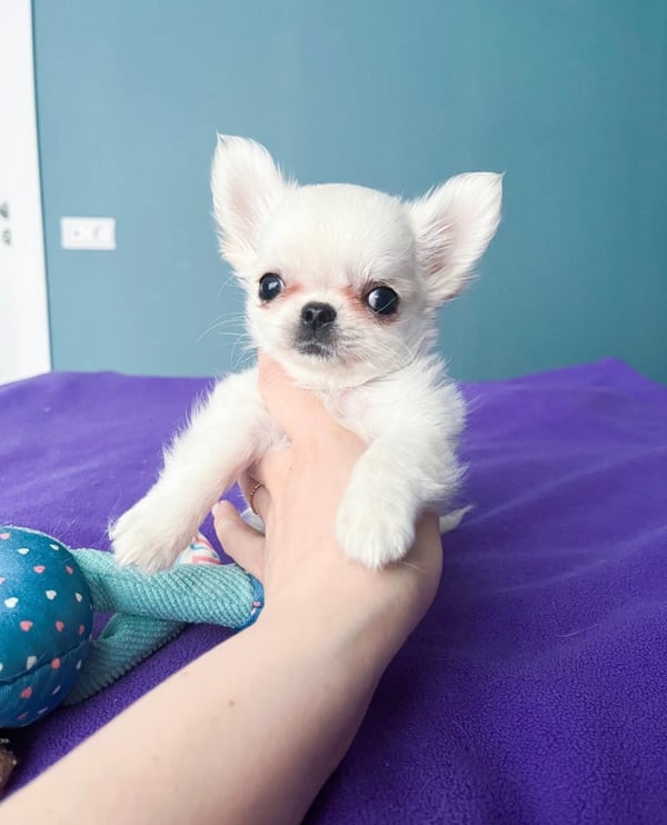 White Male Chihuahua