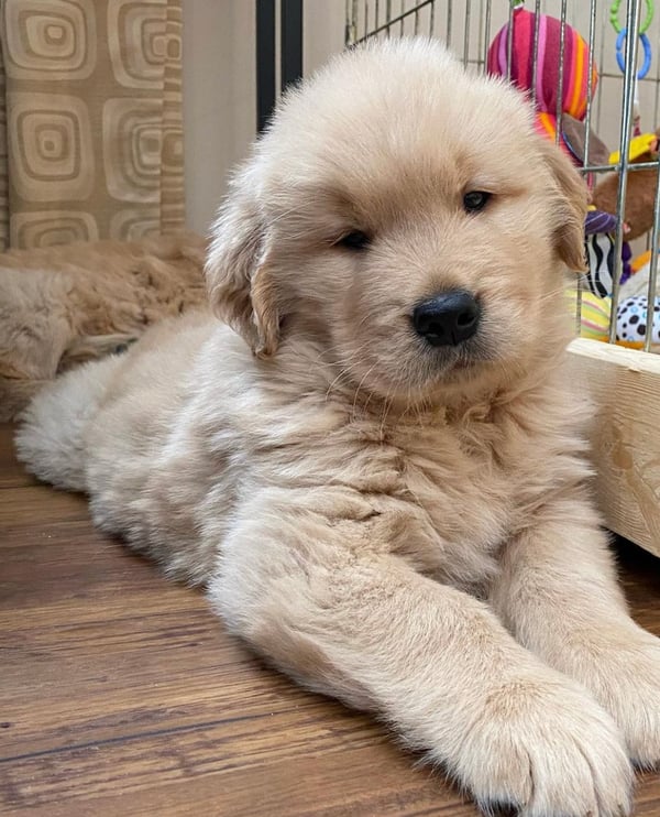 Female Golden Retriever