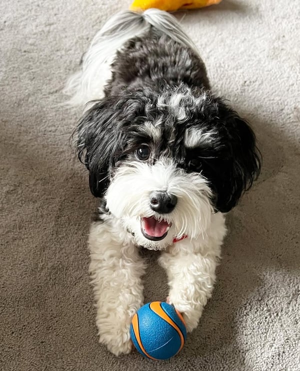 Male Havanese Puppy