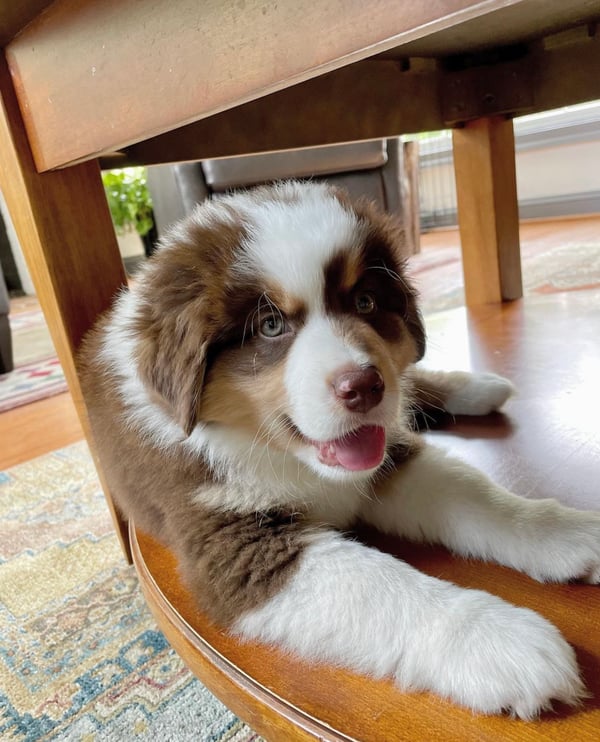 Male Australian Shepherd