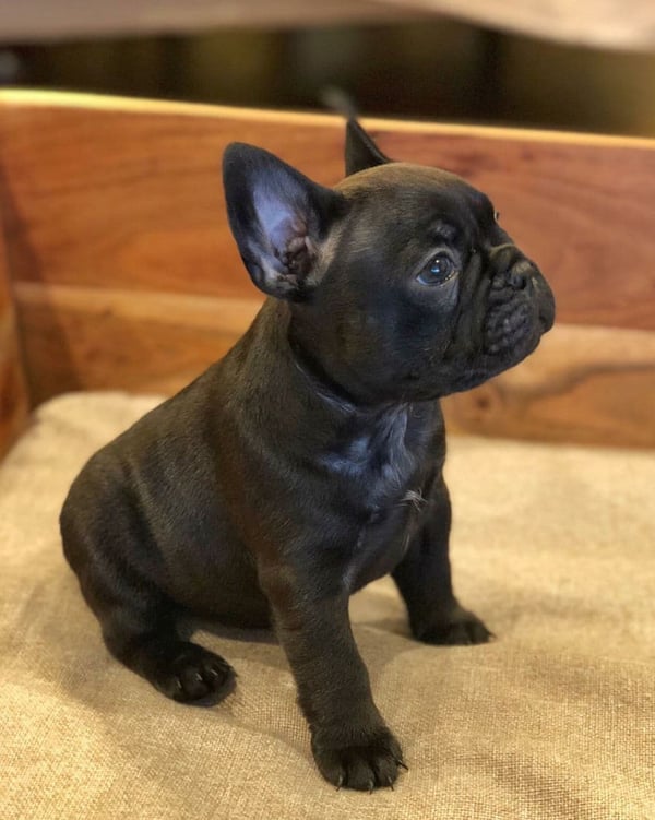 Black Male French Bulldog