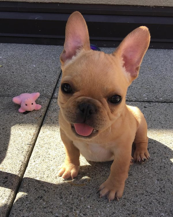 Male French Bulldog