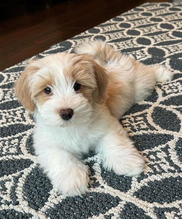 Male Havanese Puppy