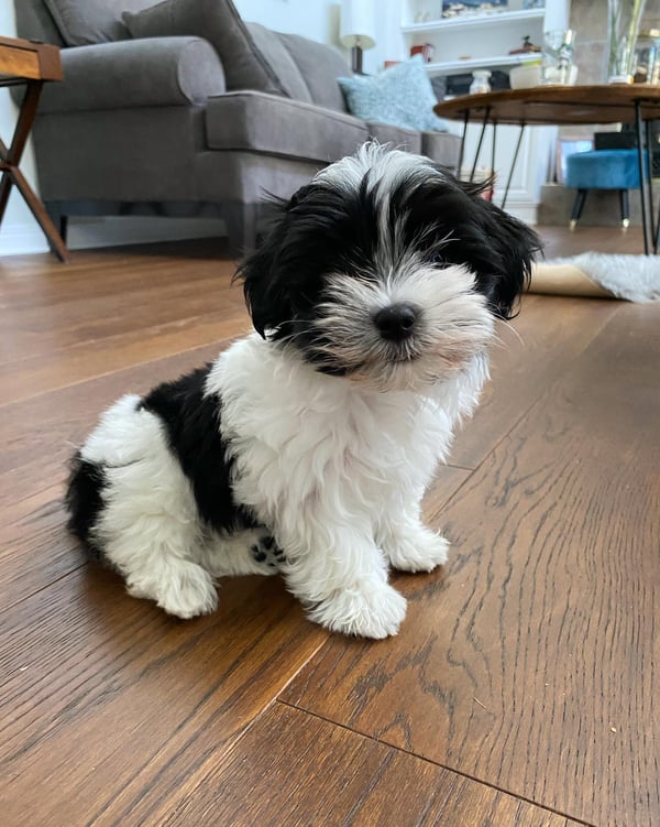 Female Havanese Puppy