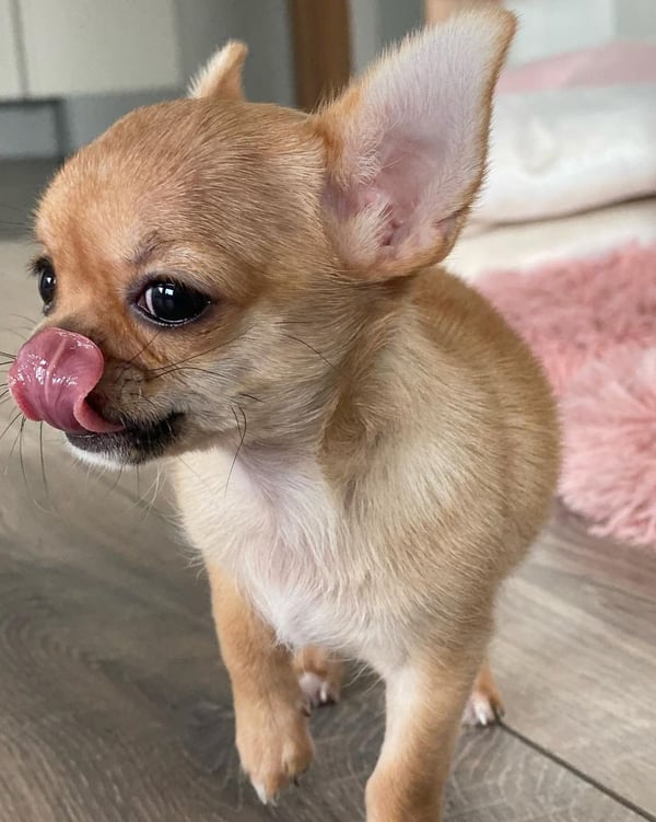 Longhaired Female Chihuahua