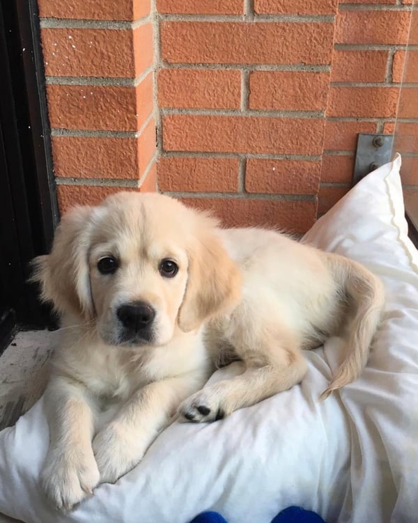 Female Golden Retriever