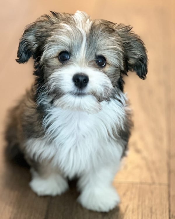 male Havanese Puppy