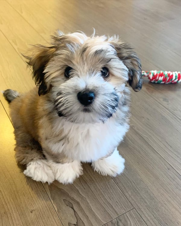 Female Havanese Puppy