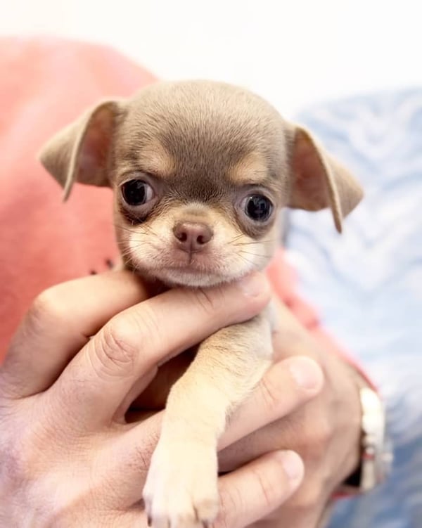 Shorthaired Female Chihuahua