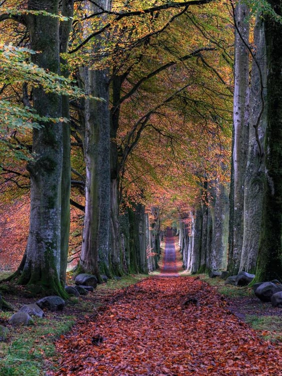 Fall- Credit: John Mccann for Unsplash