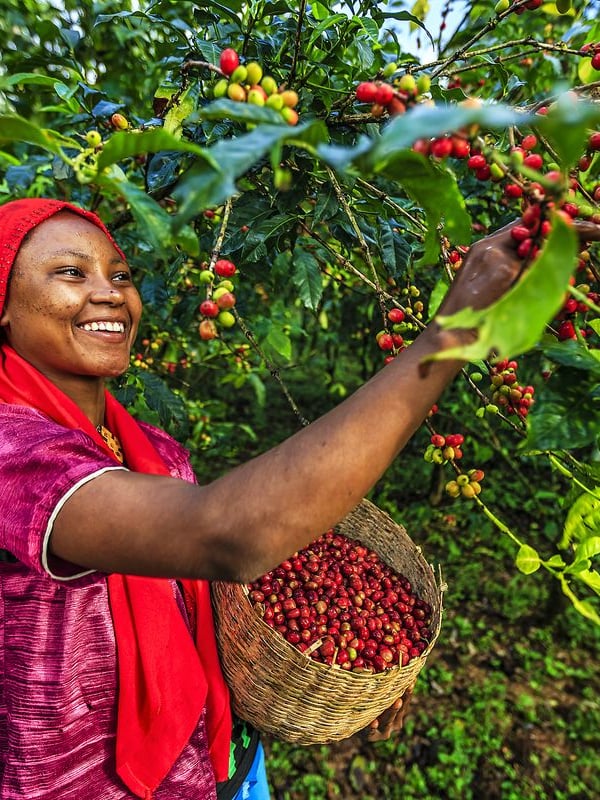 Coffee Picking 