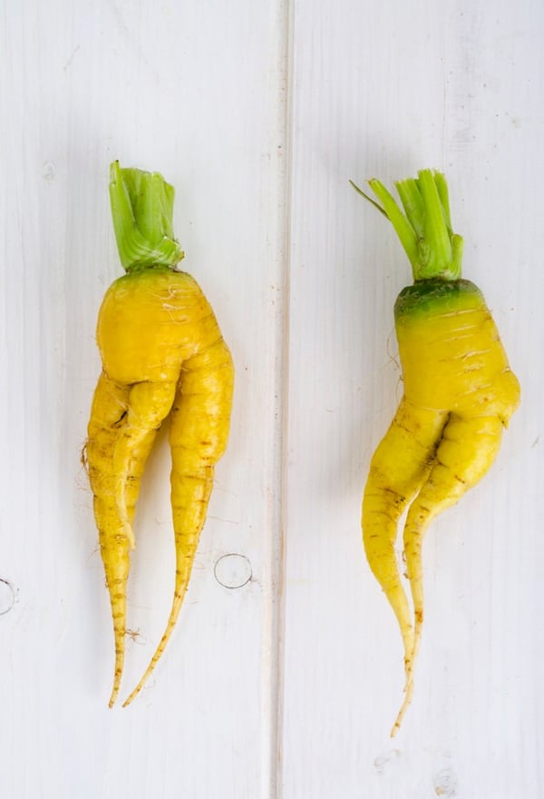 Two misshapen yellow carrots looking like a body legs, male on the left & female right