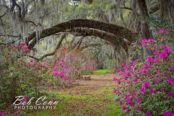 Azaleas | Magnolia Plantation Gardens
