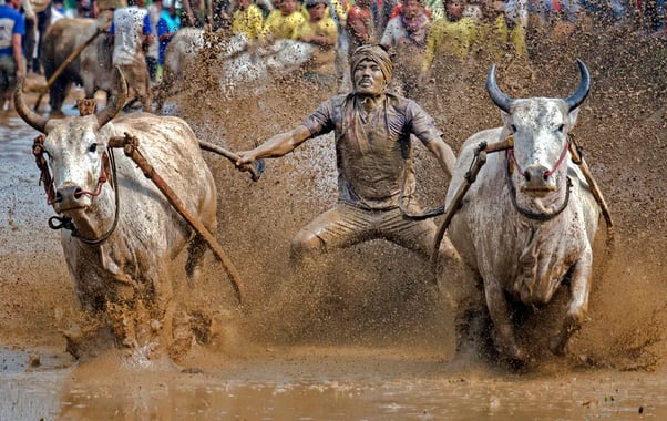 Festival Pacu Jawi em Sumatra - Indonésia