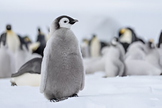 curiosidades sobre los pingüino