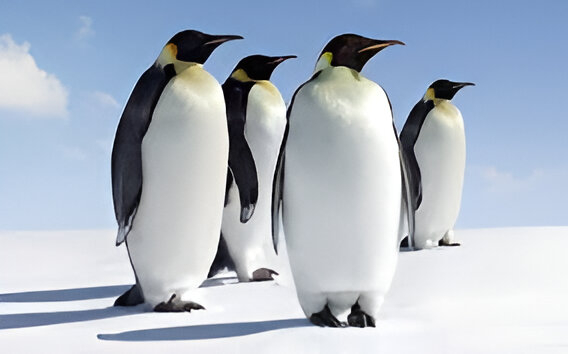 curiosidades sobre los pingüino