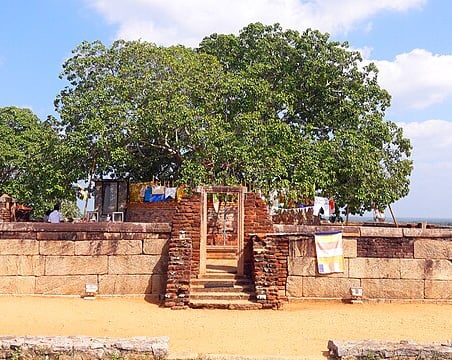 Bodhi tree - Sri Lanka south west coast tour package
