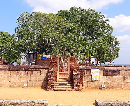 Bodhi tree - Sri Lanka south west coast tour package